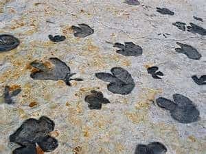 DinosaurRidge tracks