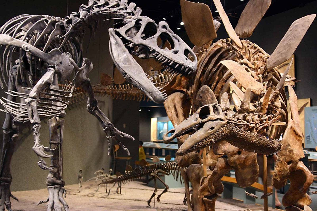 Denver Museum of Nature & Science - Mile High on the Cheap