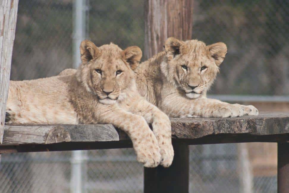 Нужны ли зоопарки. Lee Richardson Zoo Канзас. Денверский зоопарк Денвер США фото.