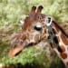 Denver-zoo-giraffe