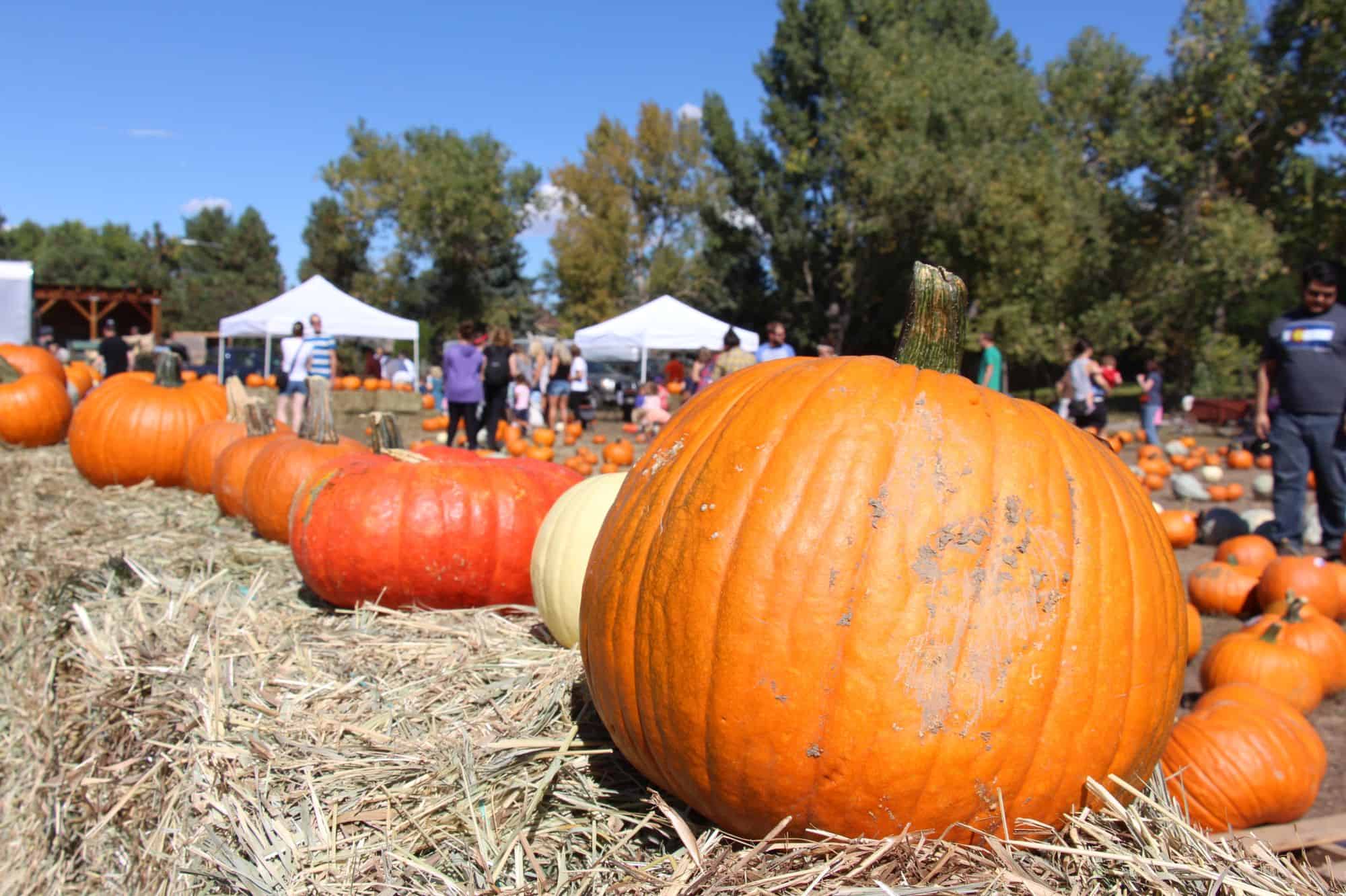 Four Mile Historic Park's Pumpkin Harvest Festival Mile High on the Cheap