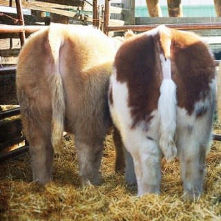 We found 7 ways to save on Stock Show tickets