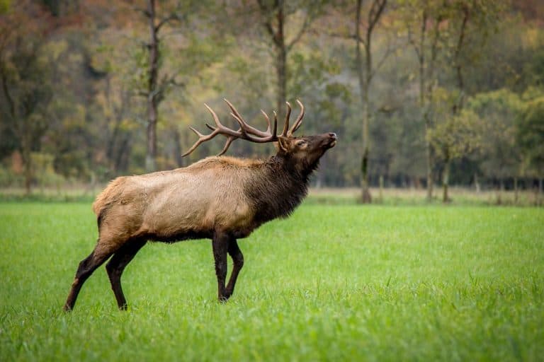 Free Elk Fest in Estes Park In Autumn Mile High on the Cheap