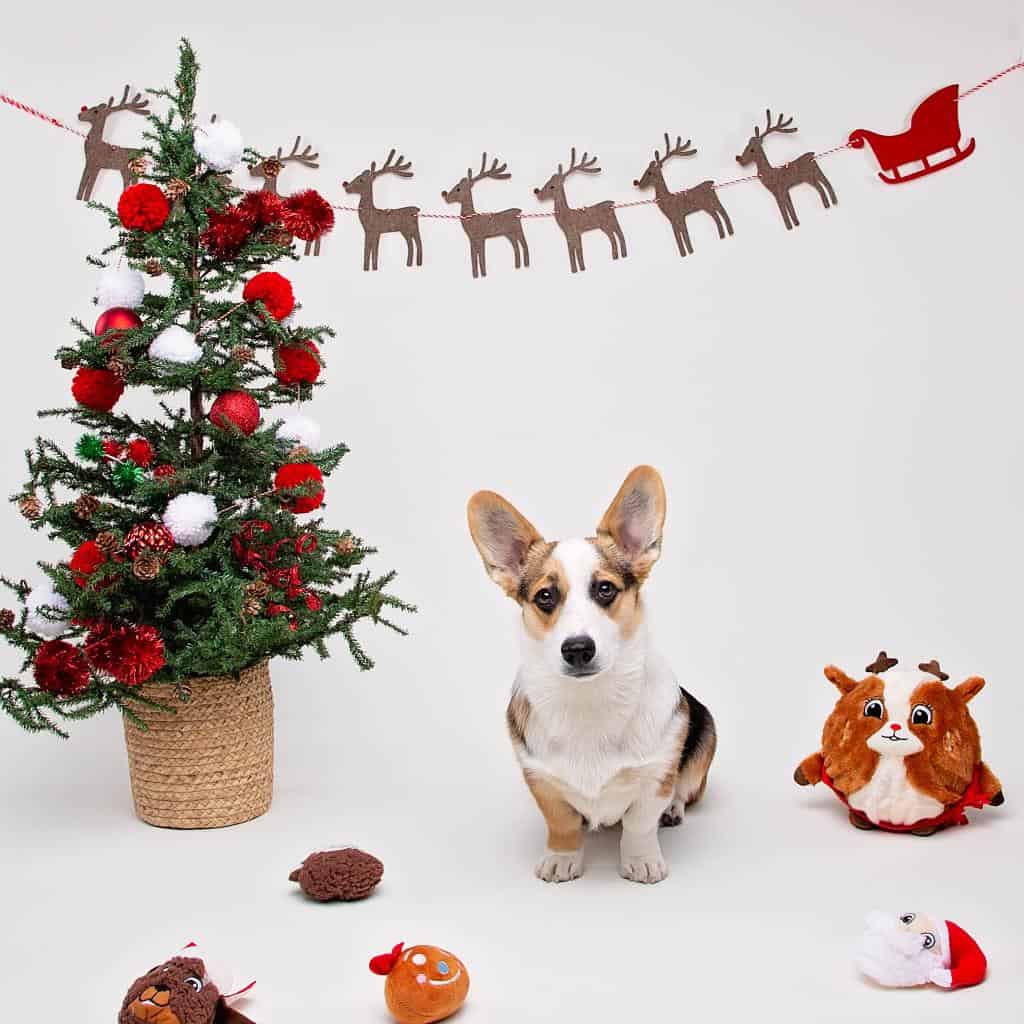 Petsmart Christmas Pictures With Santa 2024 Free Retha Hyacinthia