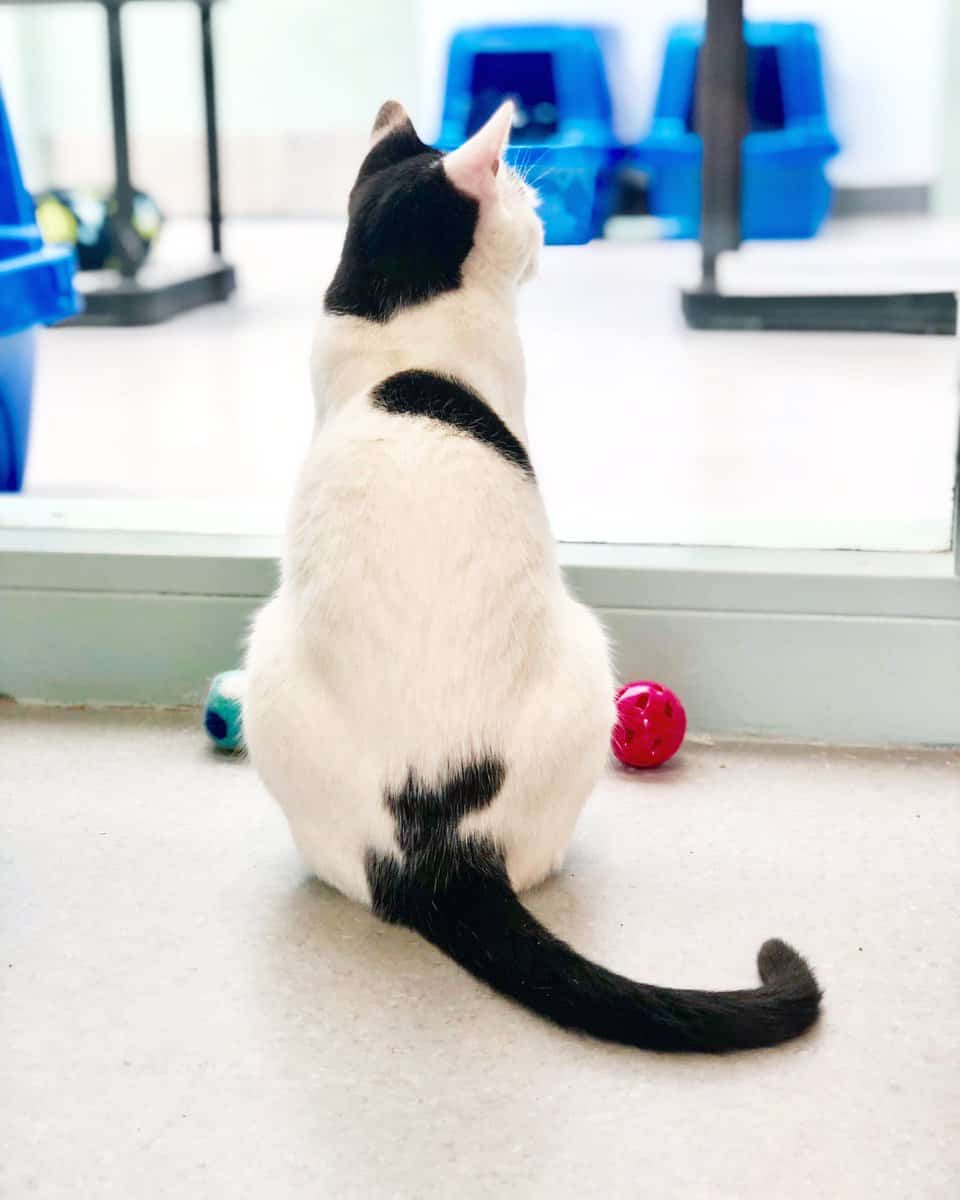 Cat Care Society's Movie Night With The Cats Mile High on the Cheap