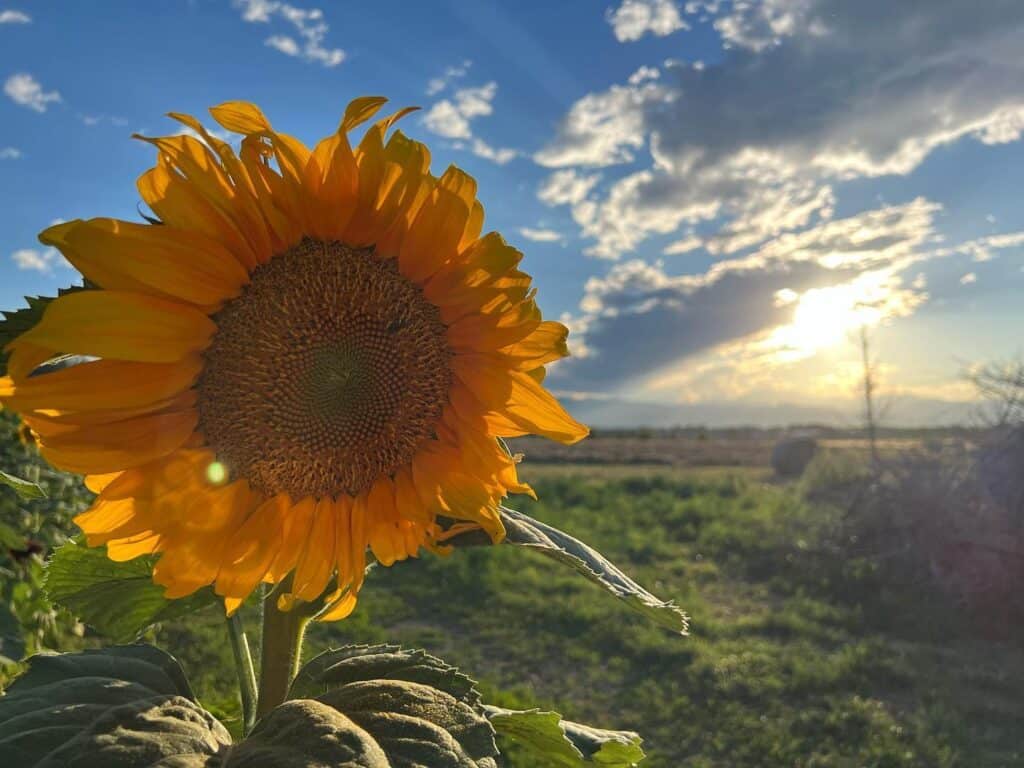 Where to See Sunflowers Near Denver and Pick Them Too Mile High on the Cheap