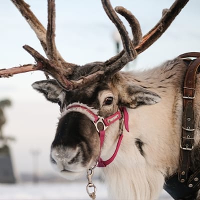 Live Reindeer Visit Denver Premium Outlets on Sunday - Mile High on the