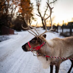 Live Reindeer Visit Denver Premium Outlets on Sunday - Mile High on the